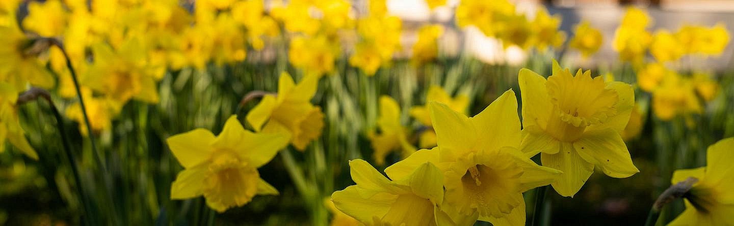 A bed of daffodils