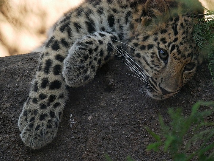 leopard lounging on horizontal trunk