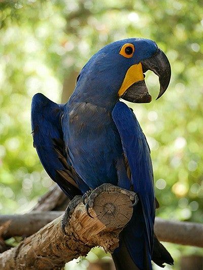 a blue and yellow parrot perched on a wooden stick, head turned to side, beak open
