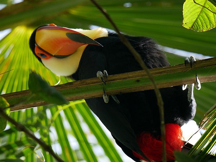 photo of a toucan perched on a branch overhead, looking down at the camera