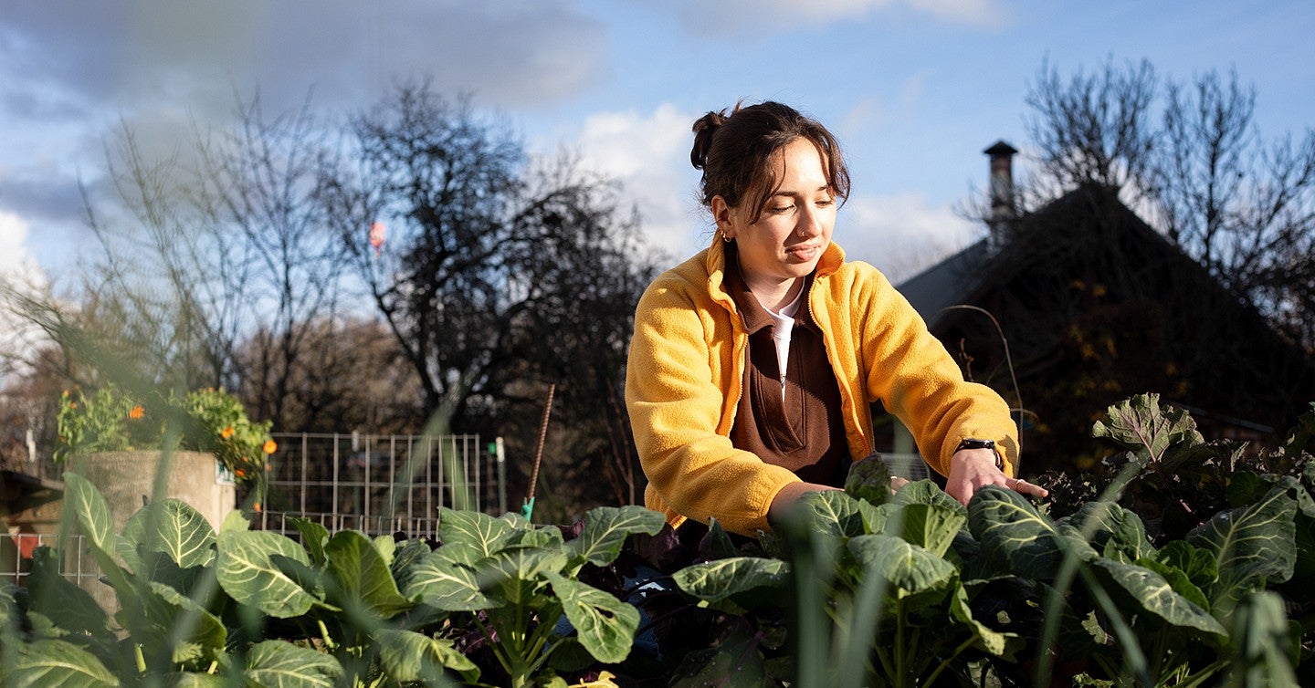 a student working in a bed of collard greens at the Urban Farm on campus, on a sunny winter day