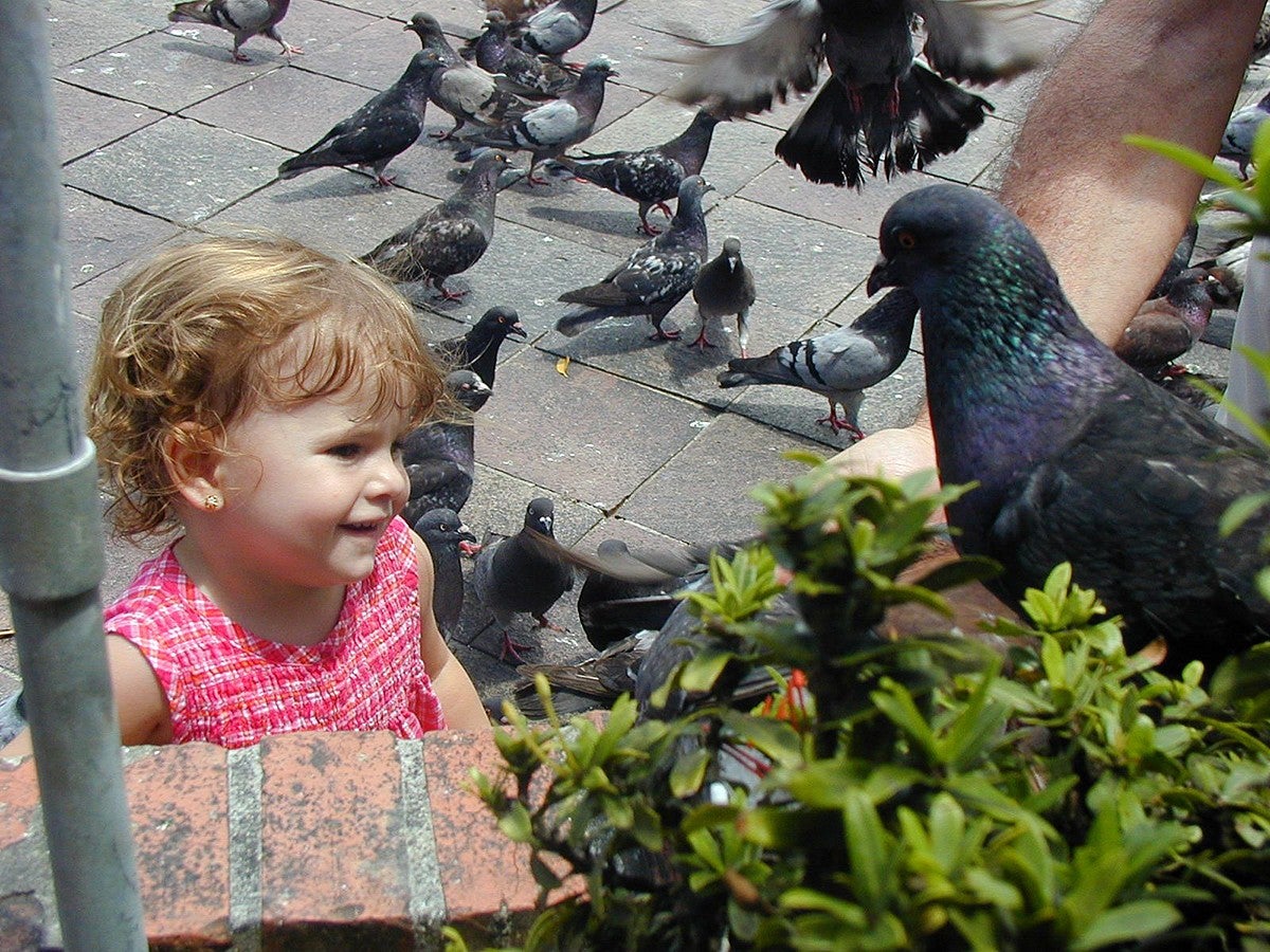 girl child with large flock of pigeons, looking at one thoughtfully