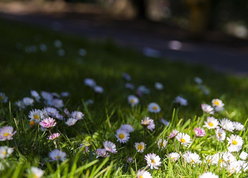 tiny white and pink flowers in green grass