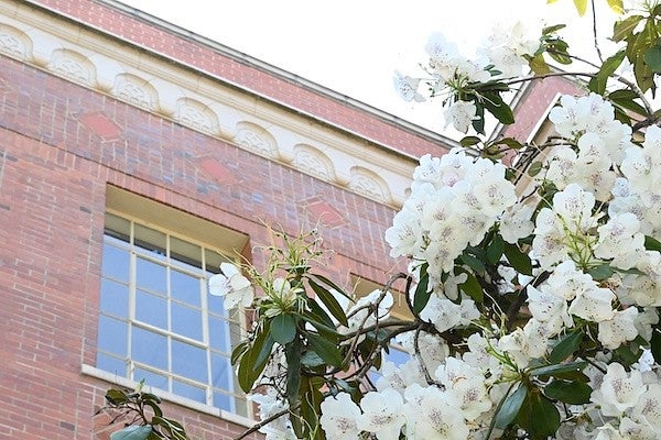 white rhododendrons blooming outside chapman hall