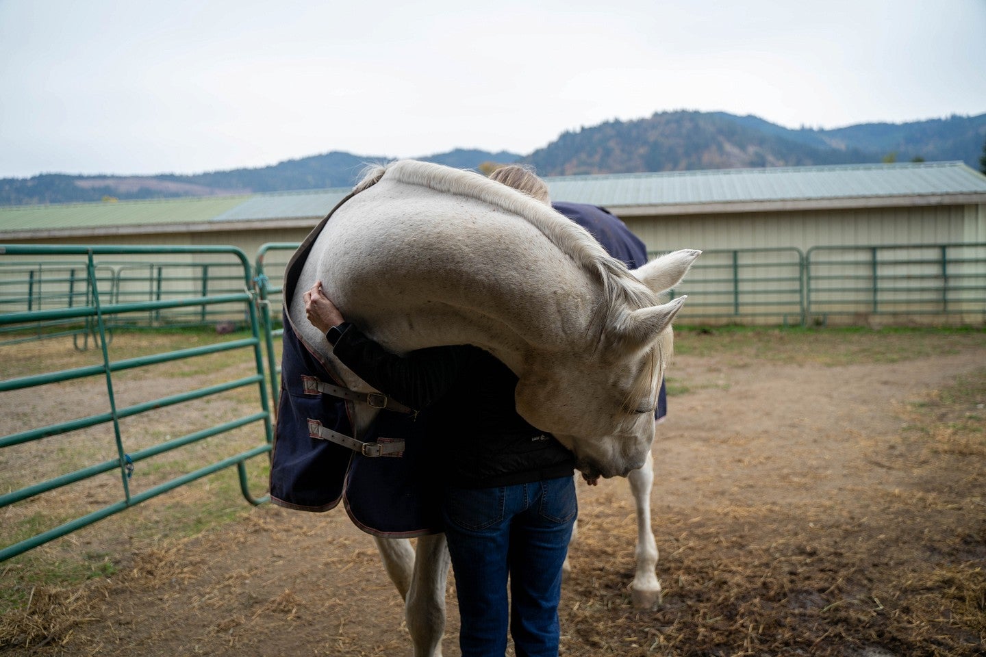 horse hug