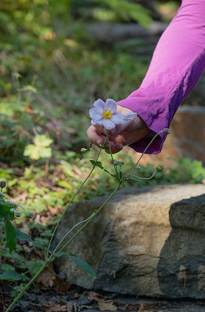 hand touching a flower stem with a pale pink flower