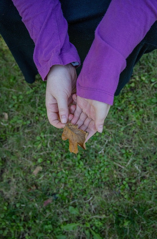 hands holding out an oak leaf