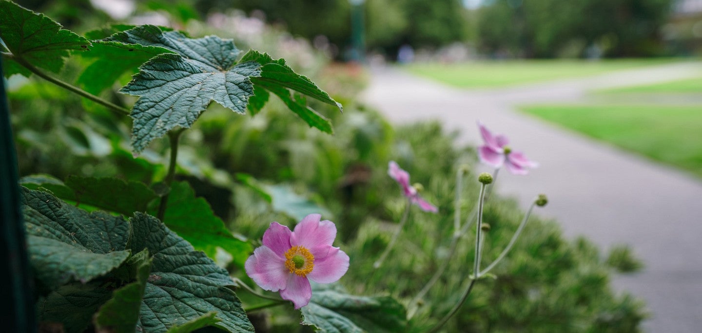 anemone outside chapman hall