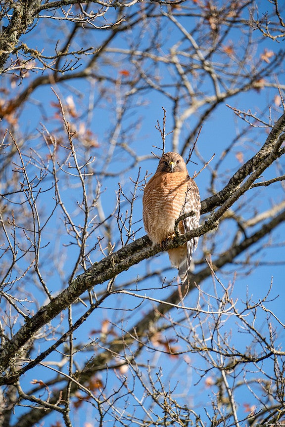 Red shouldered hawk