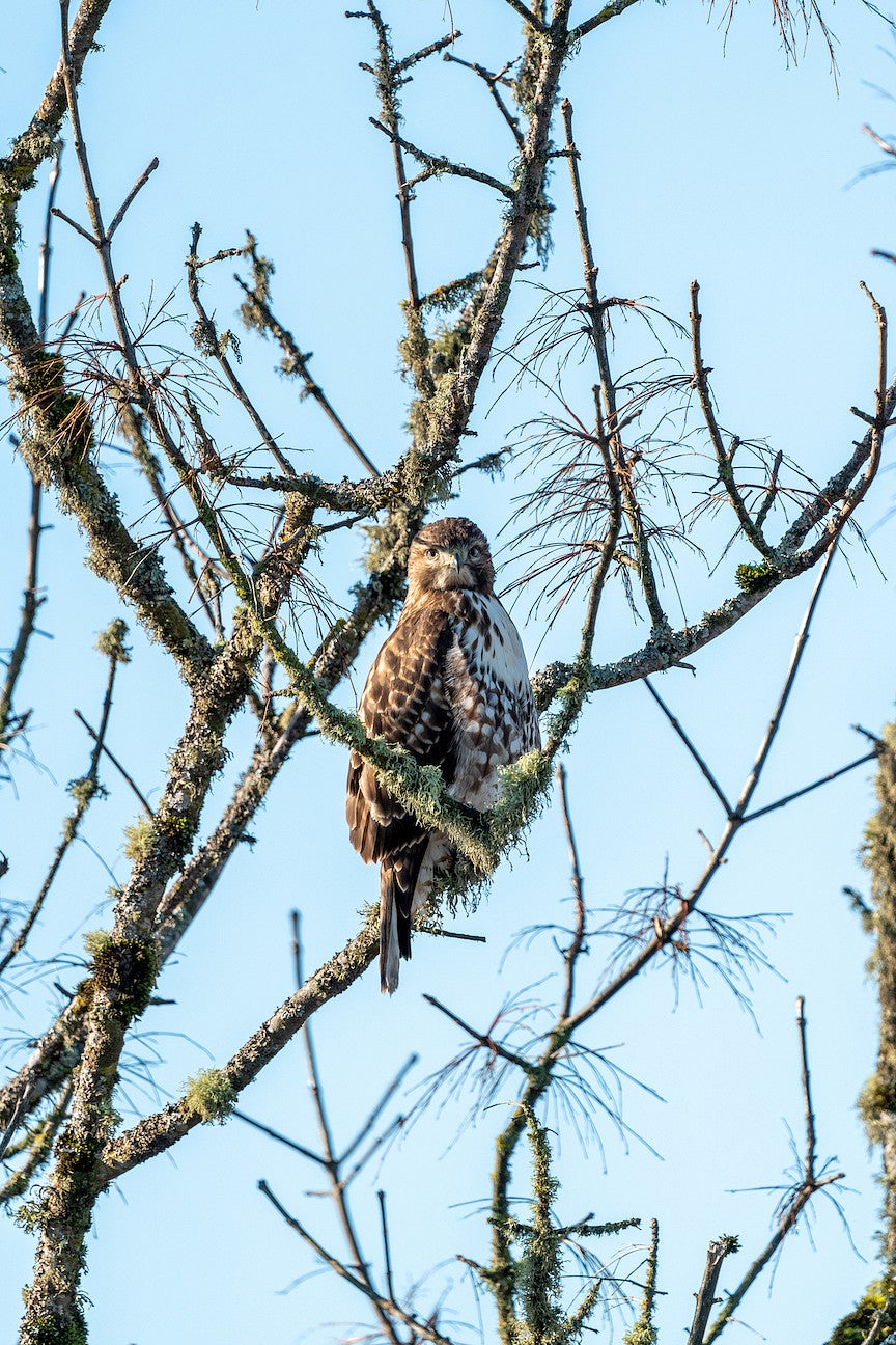 Red-tailed hawk