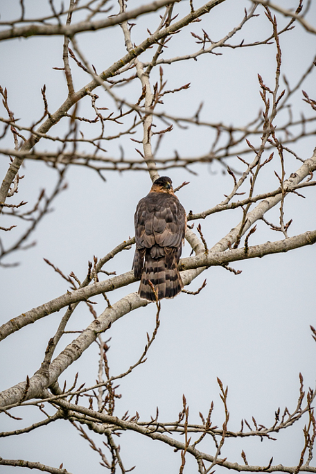 Cooper's hawk