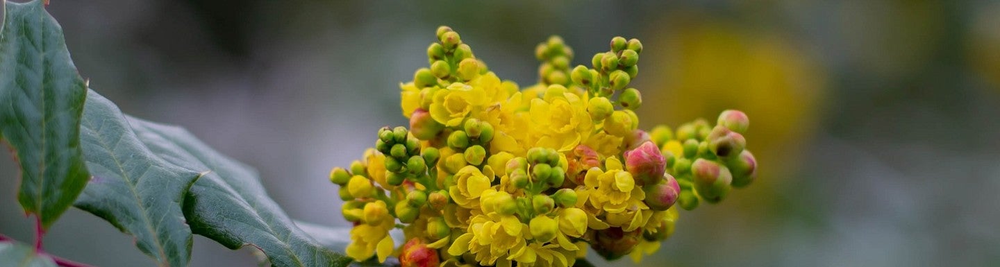 oregon grape in bloom