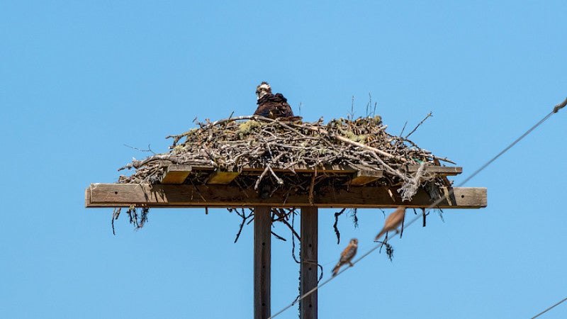 Osprey nest