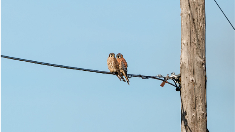 American kestrels