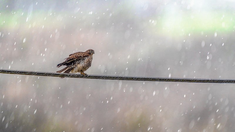 Red-tailed hawk in the rain