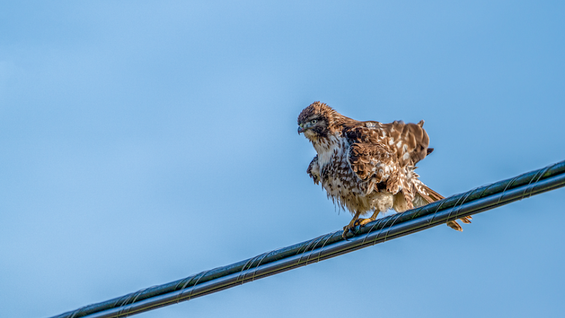 Red-tailed hawk