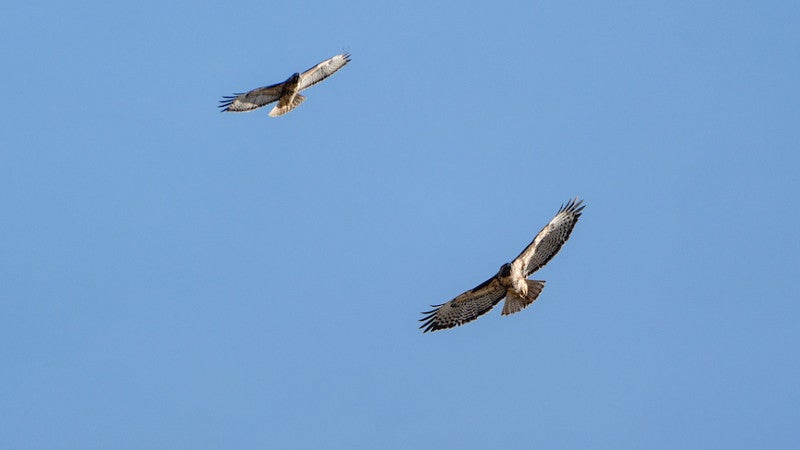 Two red-tailed hawks