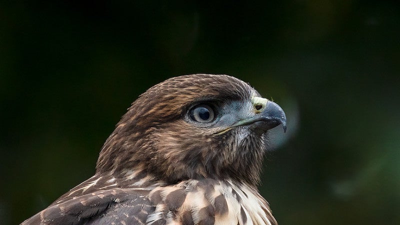 Red-tailed hawk