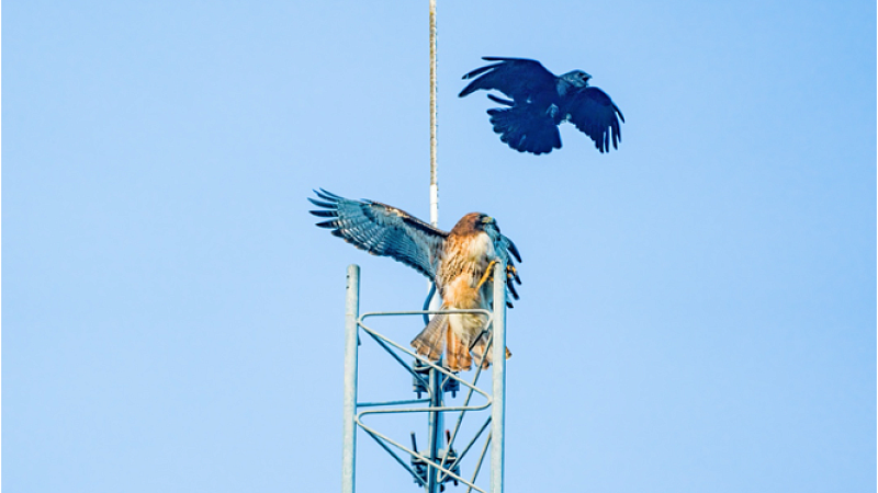 Red-tailed hawk being bullied by a crow