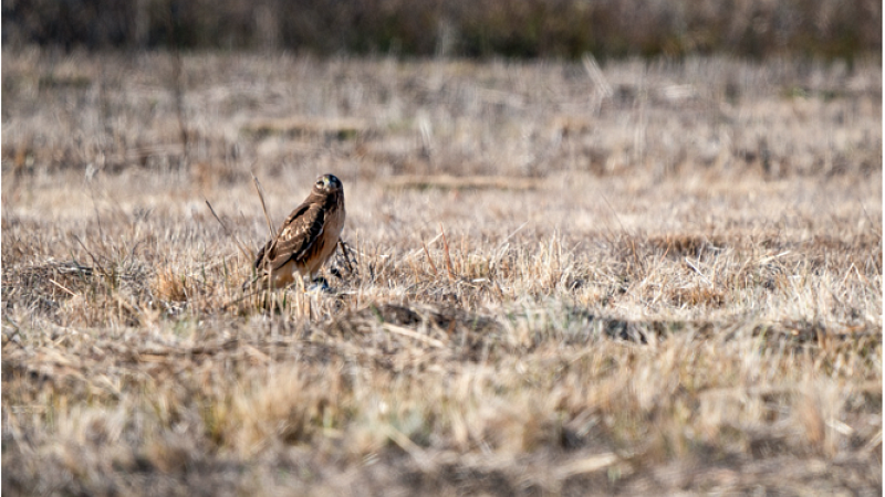 Northern Harrier