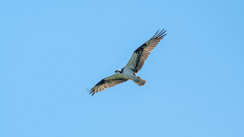 Osprey