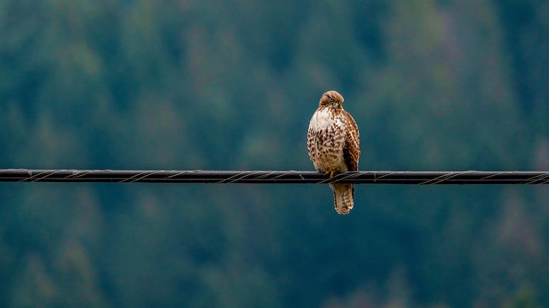 A red-tailed hawk