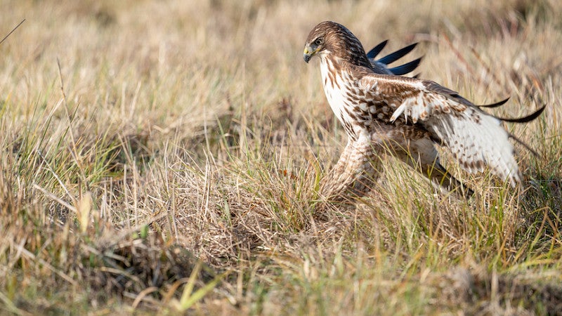 Red-Tailed Hawk