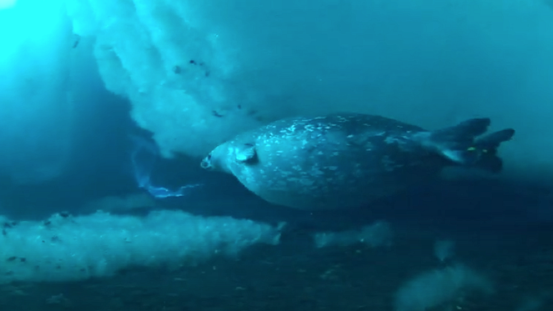 One of the seals Munger studied while in the Antarctic