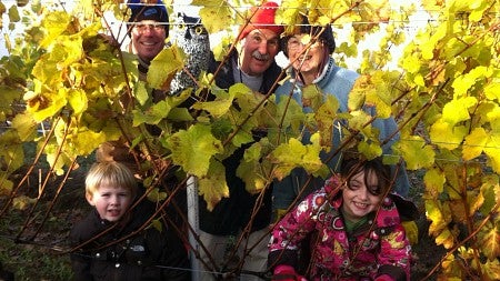 a family poses among yellowing grape vines in an autumn vineyard, peeking out through the leaves