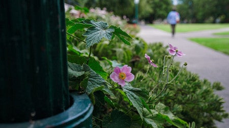 anemone outside chapman hall