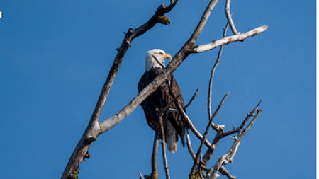 Adult bald eagle