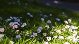 tiny white and pink flowers in green grass
