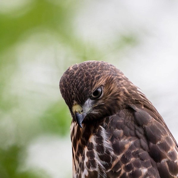 Red-tailed hawk