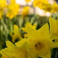 daffodils outside chapman hall