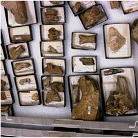 Fossils on table
