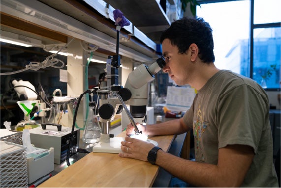 male student looking into a microscope