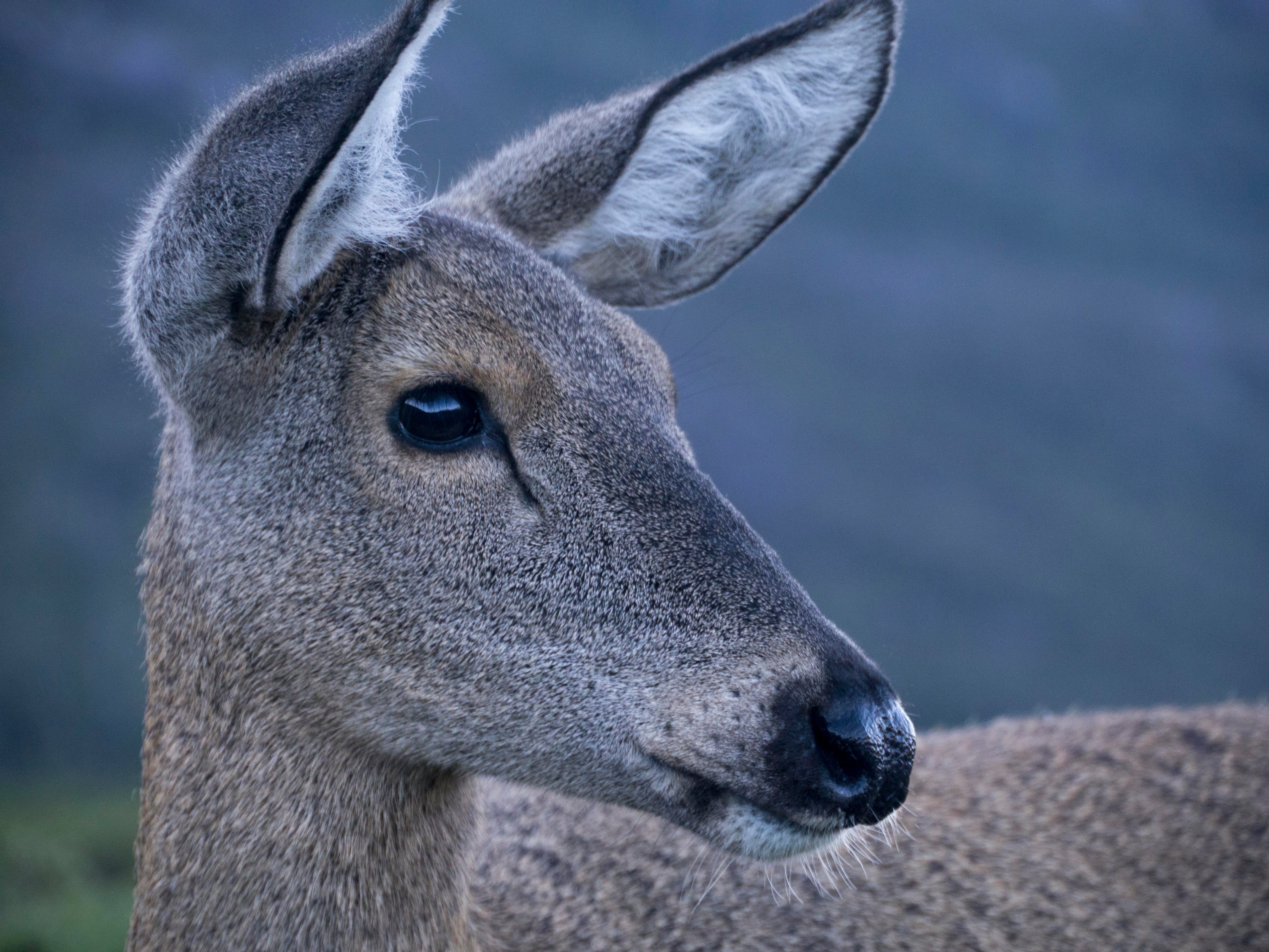 Huemul deer