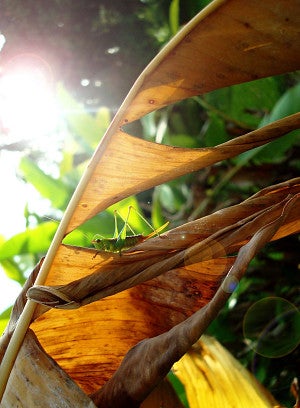 Morning Salutations, Hana Maui, photograph by Liz Zarro Morning Salutations, Hana Maui, photograph by Liz Zarro