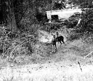 Deer, photograph by Jenna Westover Deer, photograph by Jenna Westover