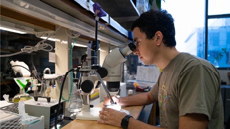 male student looking into a microscope